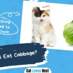 Can Cats Eat Cabbage