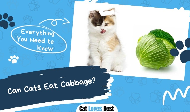 Can Cats Eat Cabbage