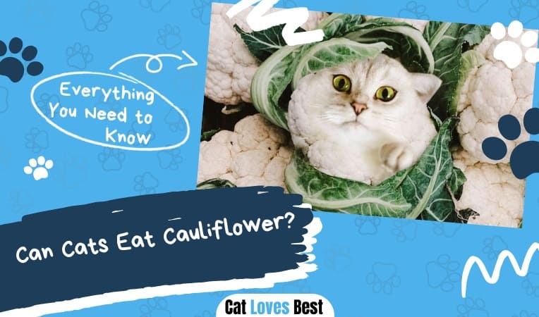 Can Cats Eat Cauliflower