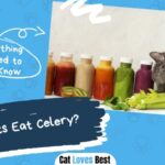 Can Cats Eat Celery