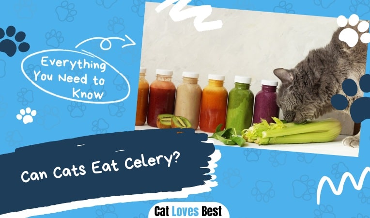 Can Cats Eat Celery