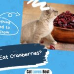 can cats eat cranberries