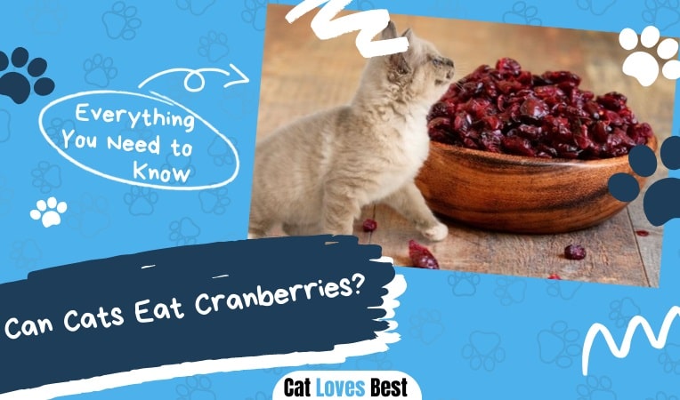 can cats eat cranberries