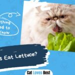 can cats eat lettuce