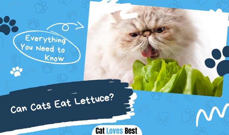 can cats eat lettuce