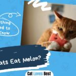 Can Cats Eat Melon