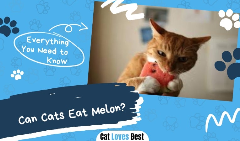 Can Cats Eat Melon
