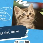 can cats eat okra