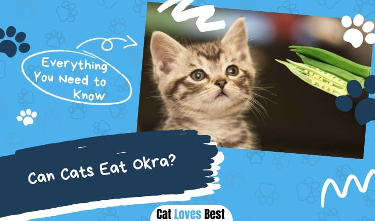 can cats eat okra