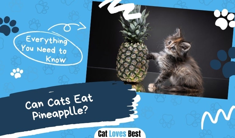 can cat eat pineapple