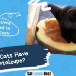 Can Cats Have Cantaloupe