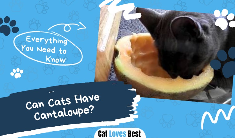 Can Cats Have Cantaloupe