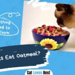 can cats eat oatmeal