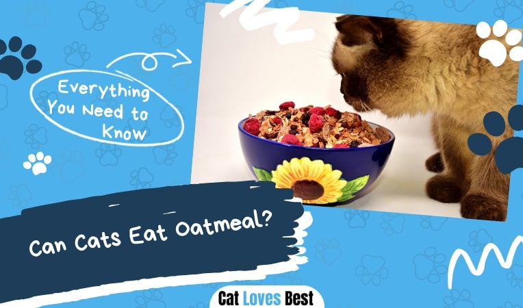 can cats eat oatmeal