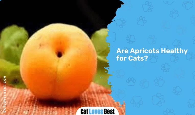 Are Apricots Healthy for Cats