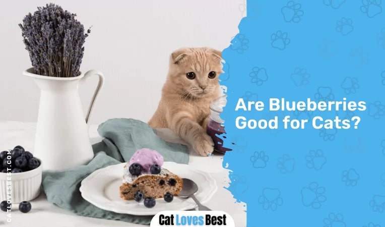 Are Blueberries Good for Cats
