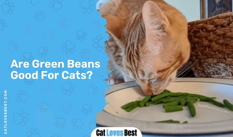 Are Green Beans Good For Cats
