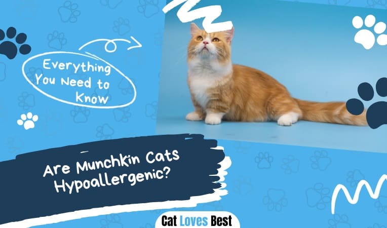 Are Munchkin Cats Hypoallergenic