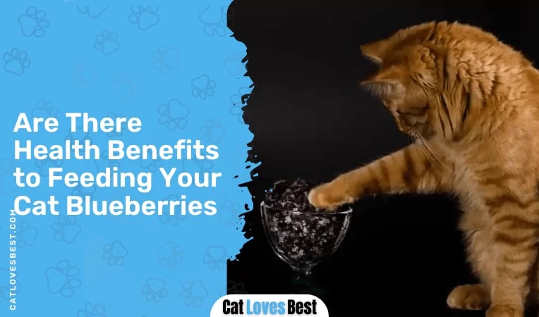 Are There Health Benefits to Feeding Your Cat Blueberries