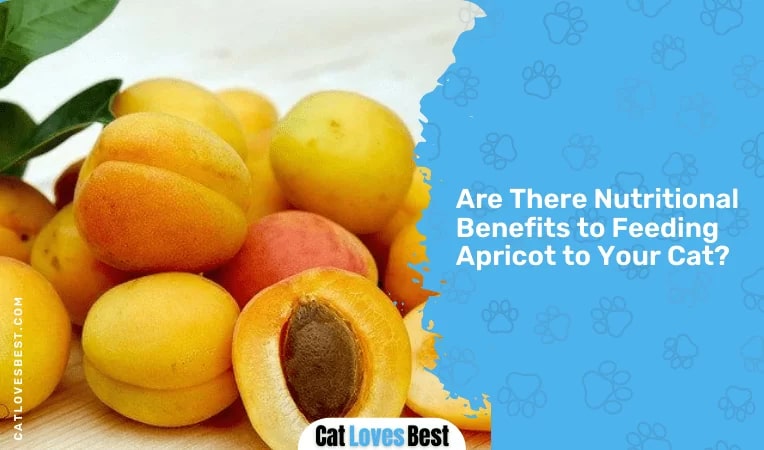 Are There Nutritional Benefits to Feeding Apricot to Your Cat