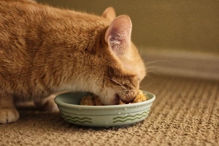 Beef and Rice for Kitten