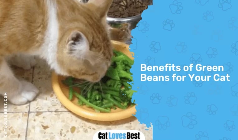 Benefits of Green Beans for Your Cat