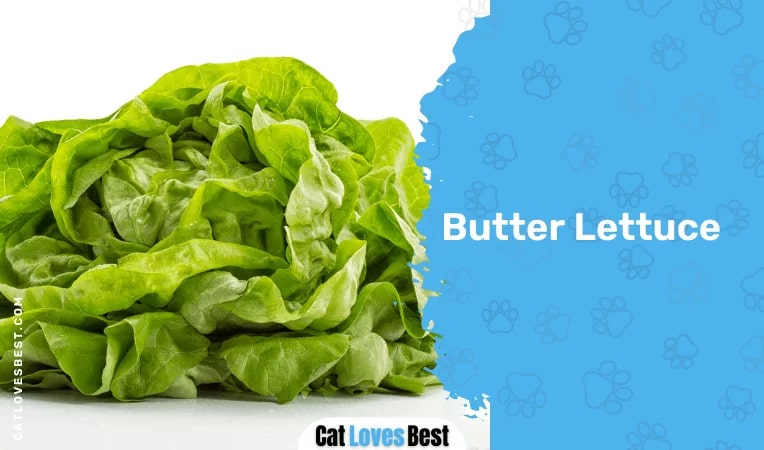 Butter Lettuce