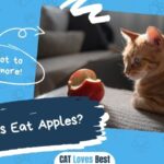 Can Cats Eat Apples