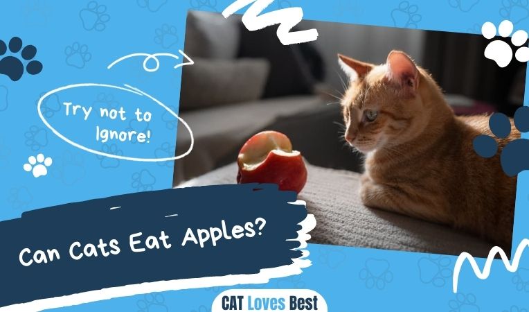 Can Cats Eat Apples