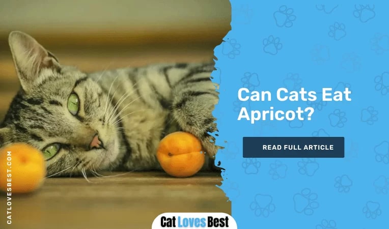 Can Cats Eat Apricot
