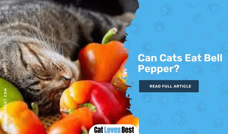 Can Cats Eat Bell Pepper