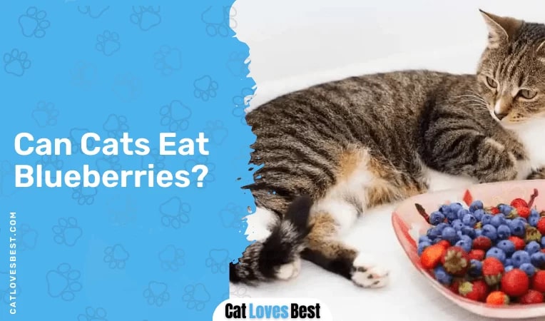 Can Cats Eat Blueberries?