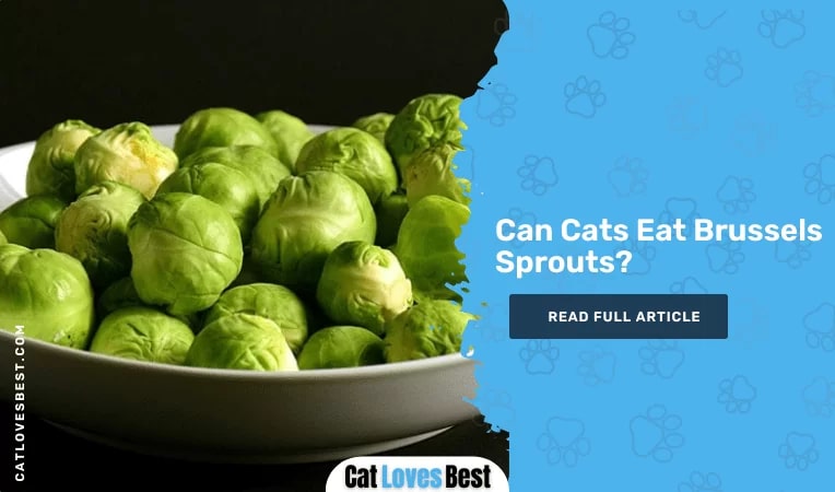 Can Cats Eat Brussels Sprouts
