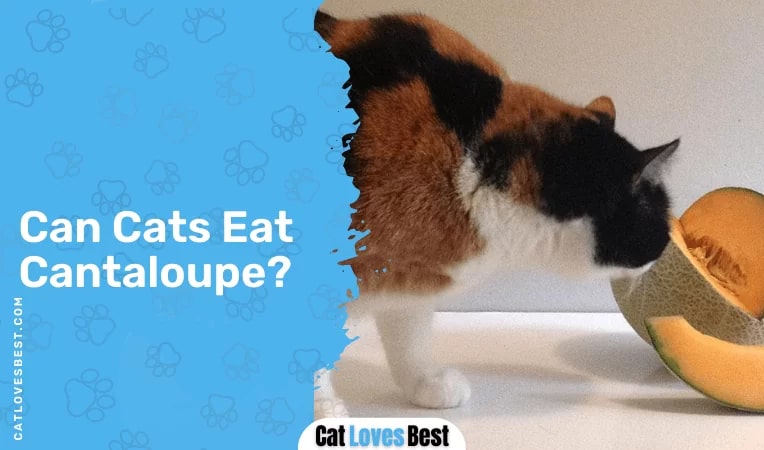 Can Cats Eat Cantaloupe