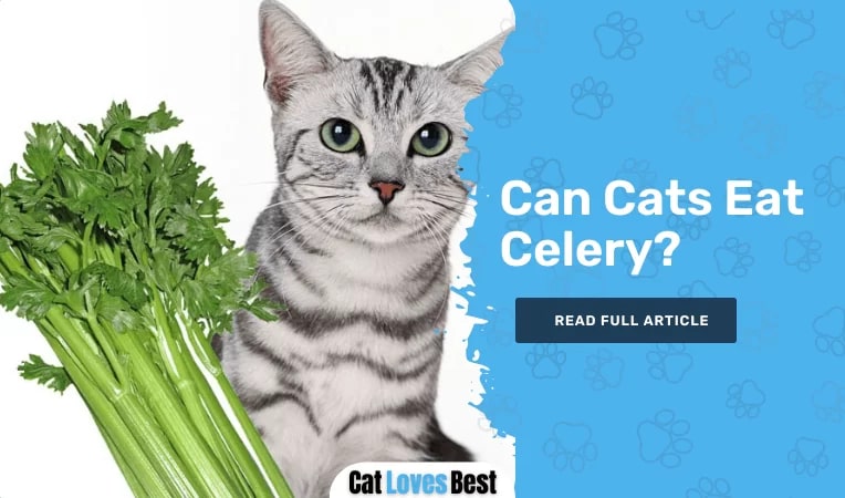 Can Cats Eat Celery