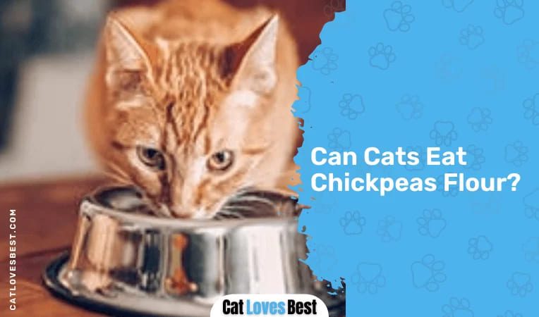 Can Cats Eat Chickpeas Flour