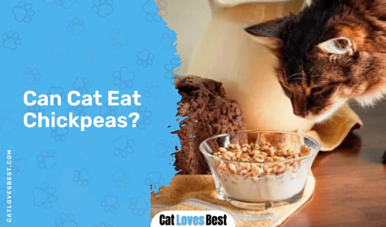 Can Cats Eat Chickpeas