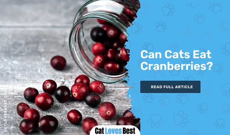 Can Cats Eat Cranberries