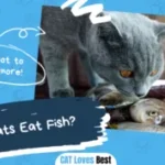 Can Cats Eat Fish