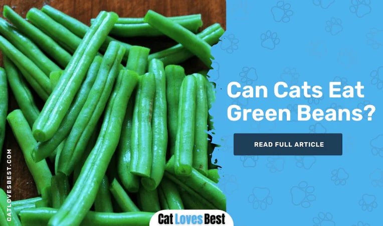 Can Cats Eat Green Beans