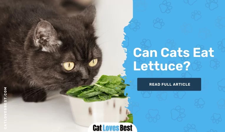 Can Cats Eat Lettuce