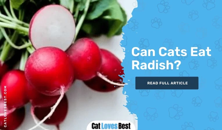 Can Cats Eat Radish