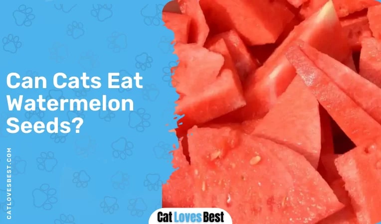 Can Cats Eat Watermelon Seeds