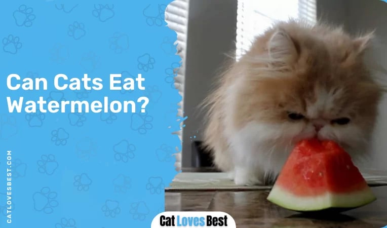 Can Cats Eat Watermelon