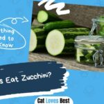 Can Cats Eat Zucchini