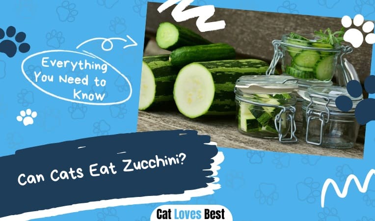 Can Cats Eat Zucchini