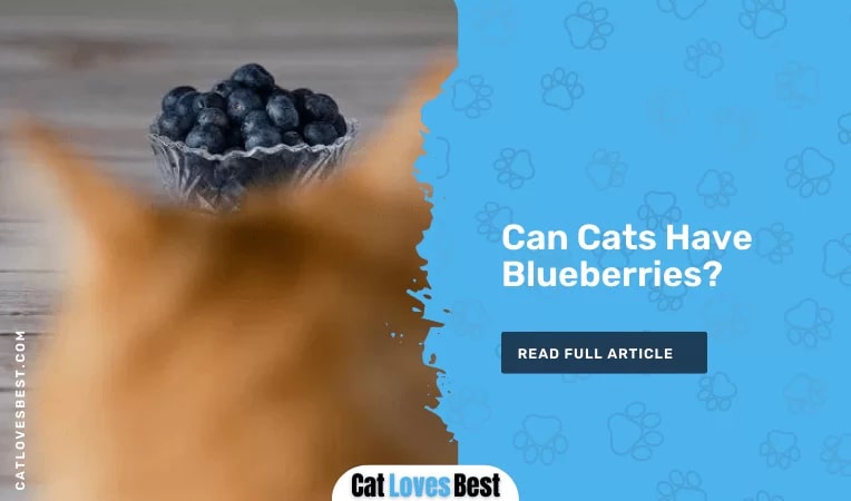 Can Cats Have Blueberries
