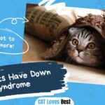 Can Cats Have Down Syndrome