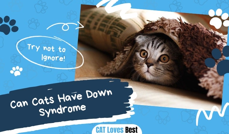 Can Cats Have Down Syndrome