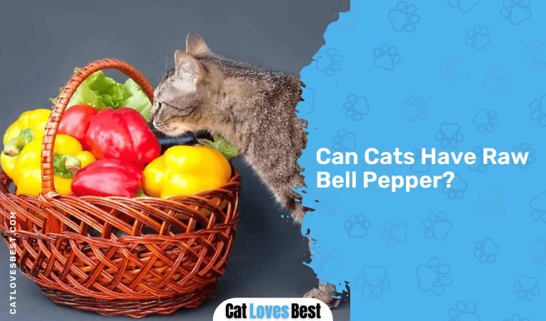 Can Cats Have Raw Bell Pepper